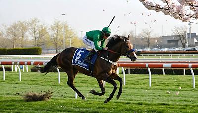 コスモキュランダ